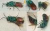 Chrysis comparata